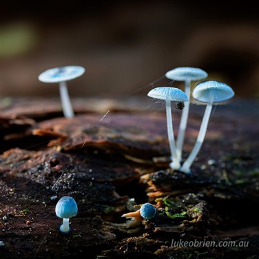 Funki Fungi