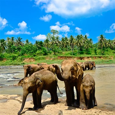 Sri Lanka - Pearl of The Indian Ocean 